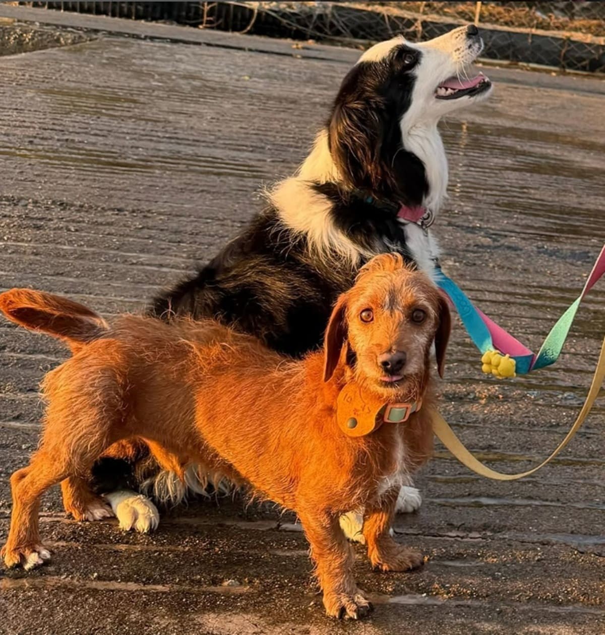 페이스북 '사지말고 입양 하세요'