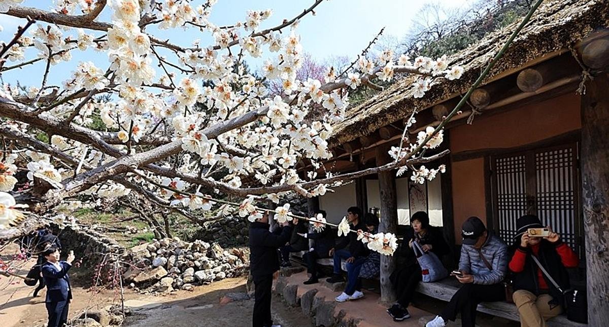 광양 매화마을 찾은 시민들 / 연합뉴스
