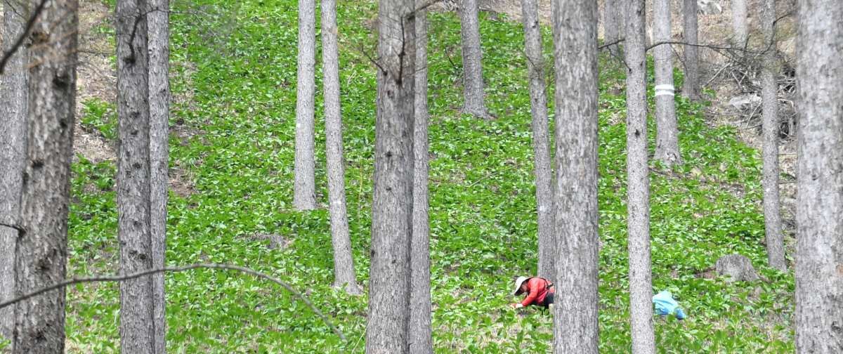 명이나물 수확하는 자료사진. / 뉴스1