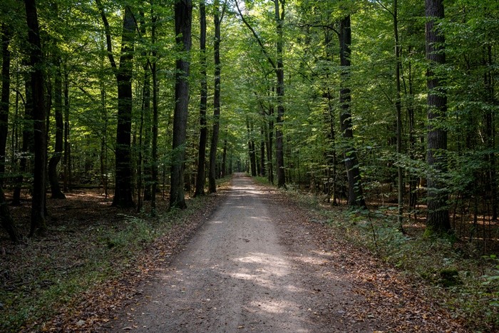 나무 / Regnum-Invi-shutterstock.com