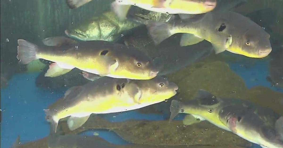 황복  / KBS 뉴스 영상 캡처