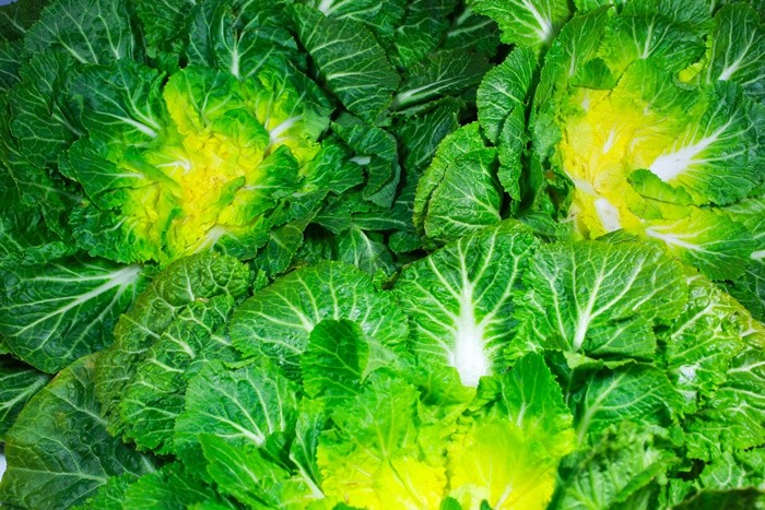 봄동 / Stock for you-shuttertstock.com