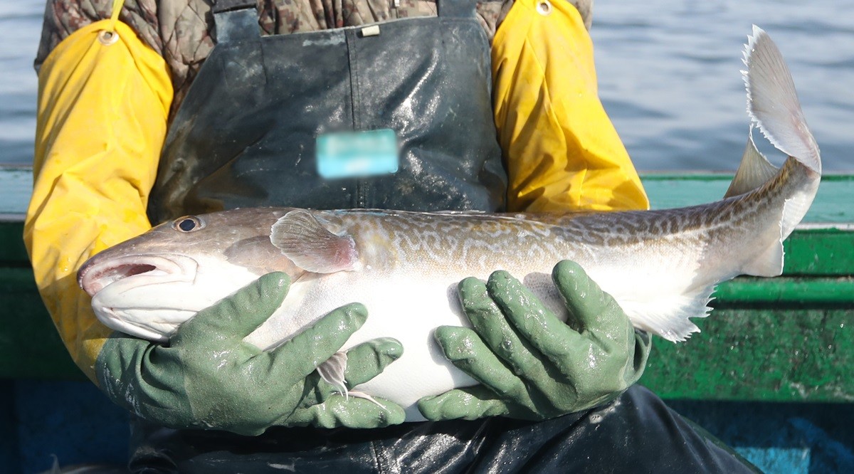 겨울 바다의 보물로 불리는 대구 모습.     대구는 우리나라 동해에서 많이 잡힌다. 대구는 차가운 수온을 선호하는데 이로 인해 동해의 차가운 해역에서 자주 잡힌다. / 연합뉴스