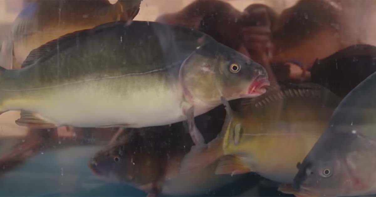 향어 / 일타쿠마 유튜브 영상 캡처