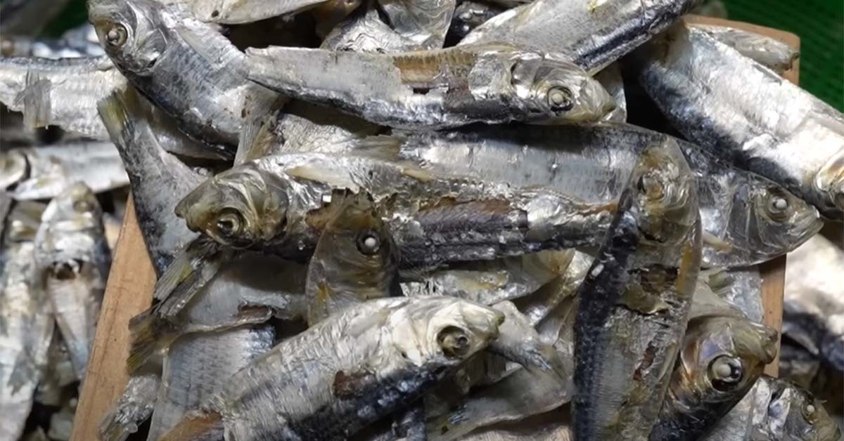 디포리로 불리는 진짜 밴댕이. / ‘입질의추억TV’ 유튜브 영상 캡처