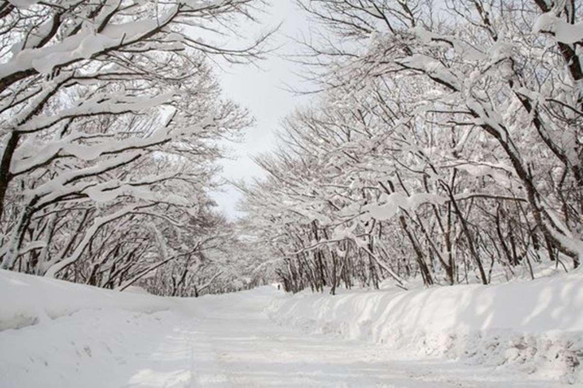 한라산 나무위에 피어난 눈꽃. / 제주관광공사