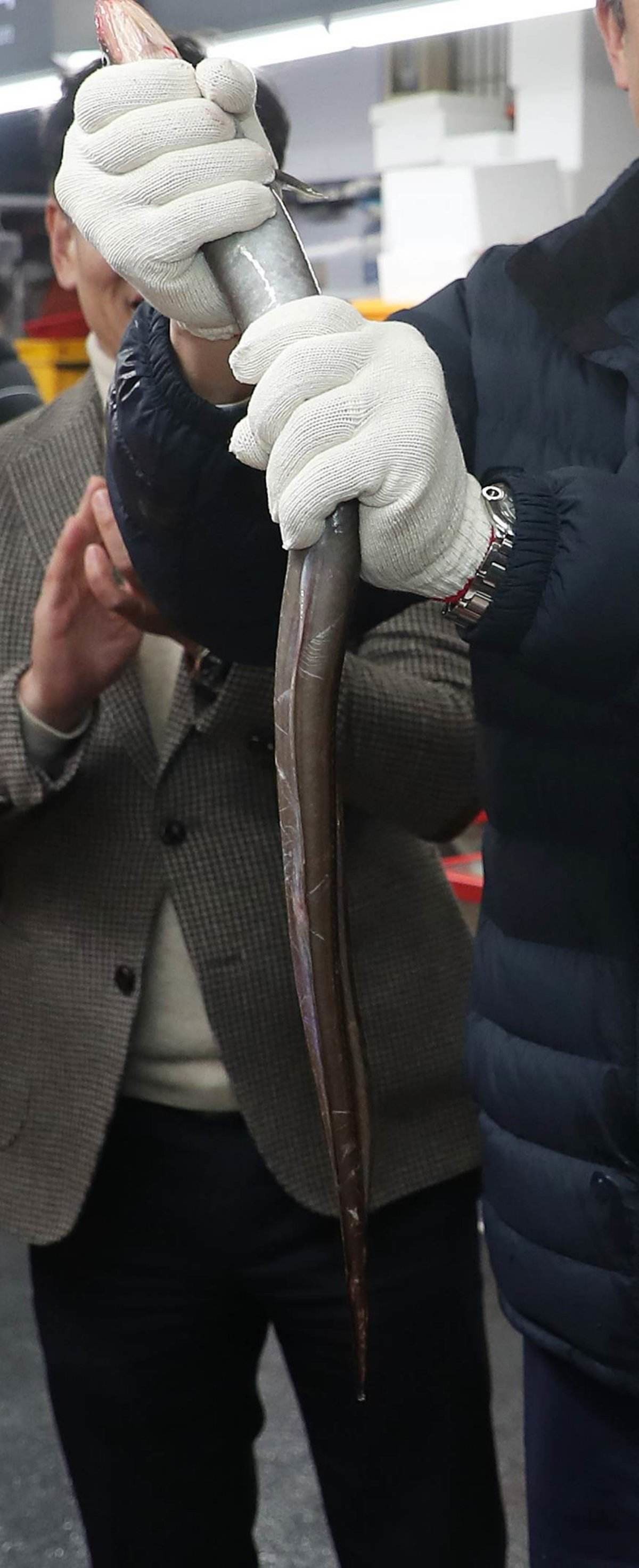 붕장어. 자료사진. / 뉴스1