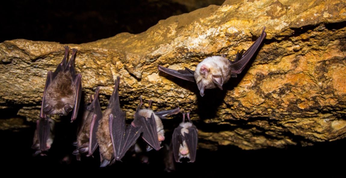 박쥐 / PardaliS-shutterstock.com