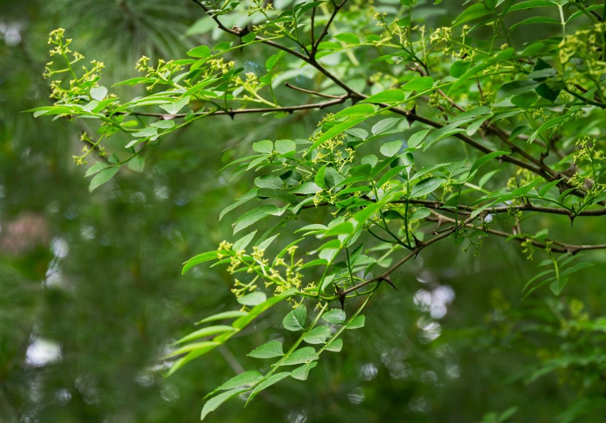 초피 나무 자료 사진. / Marinodenisenko-shutterstock.com