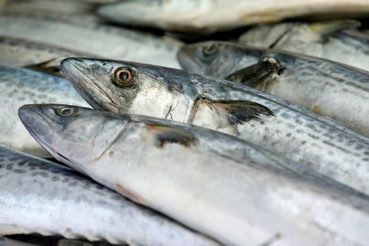 몸에 좋은 삼치. / 뉴스1