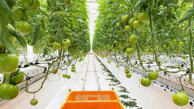 원예작물- 토마토