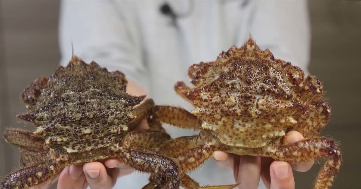 왕밤송이게 / 입질의추억TV 유튜브 채널