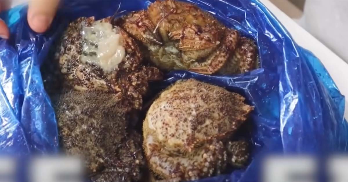 왕밤송이게 / 입질의추억TV 유튜브 채널