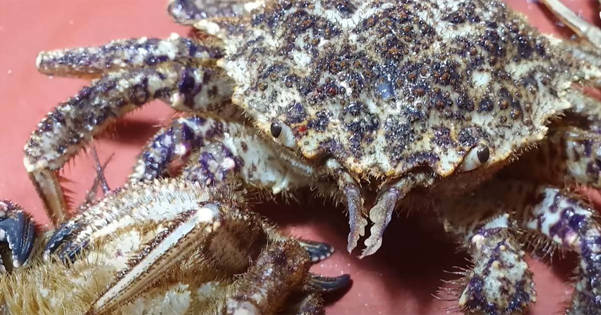 왕밤송이게 / 입질의추억TV 유튜브 채널