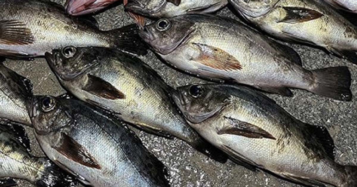 볼락 / 국산낚시 유튜브