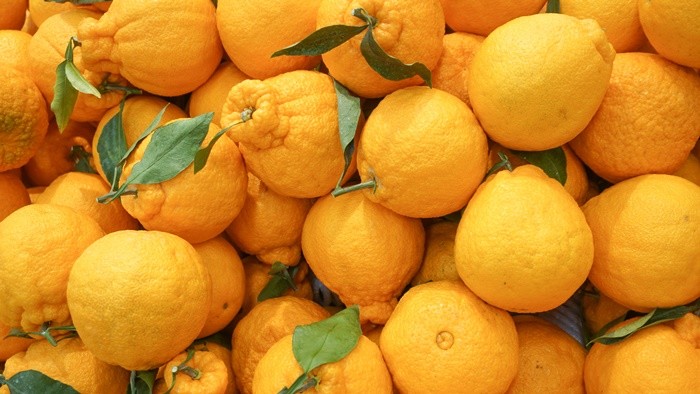 한라봉 / il project-shutterstock.com