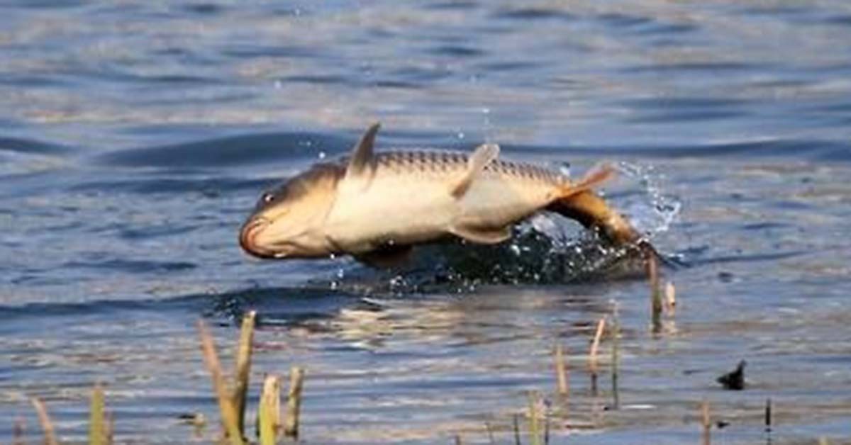 잉어 / 연합뉴스