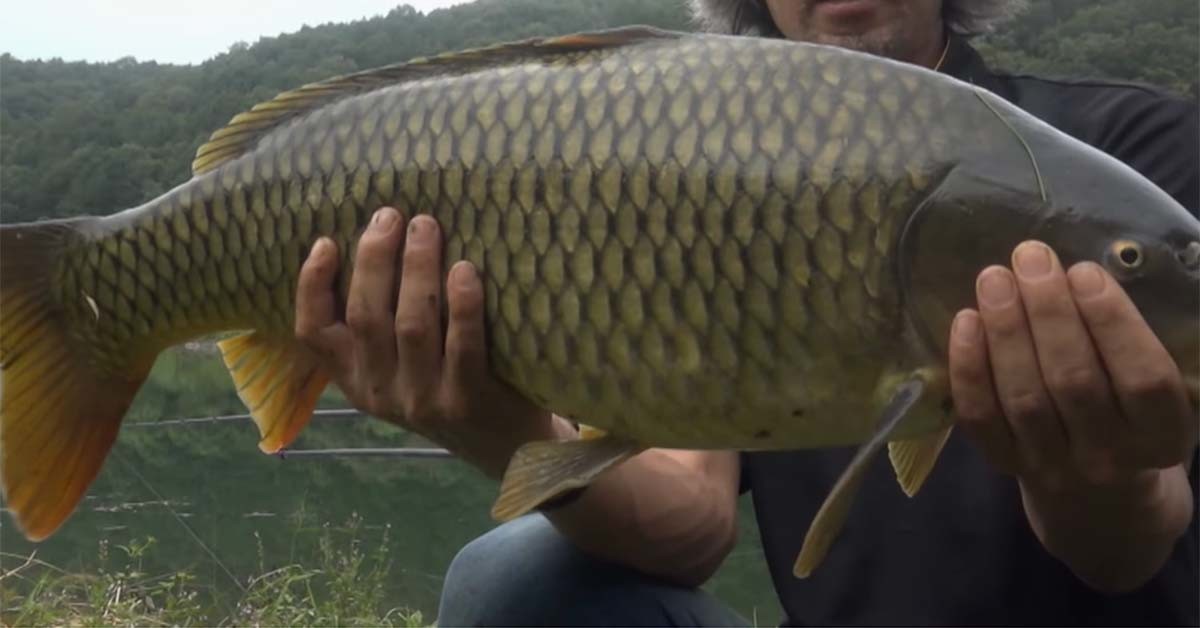 80cm급 대형 잉어 / '낚시가家' 유튜브 영상 캡처