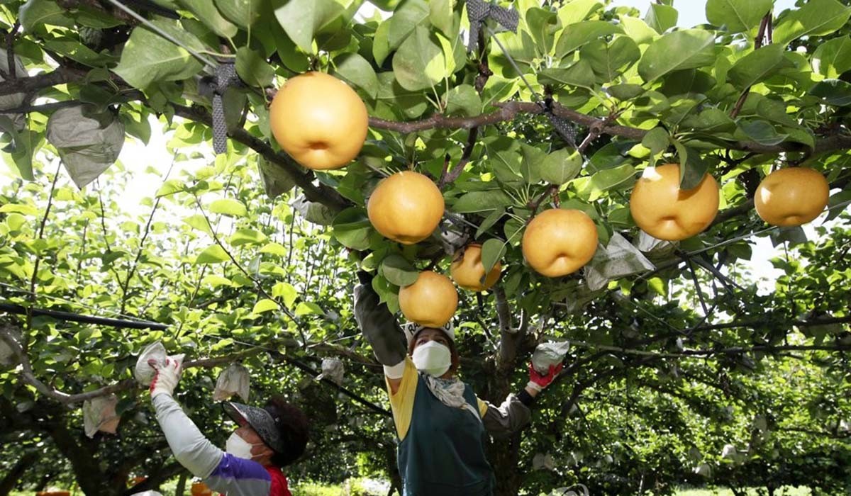 나주배 / 연합뉴스