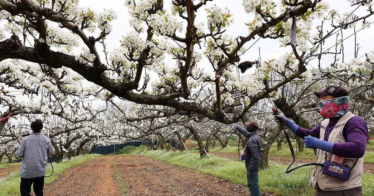 탐스럽게 핀 배꽃 / 연합뉴스