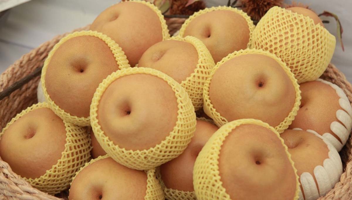 나주 배 / 연합뉴스