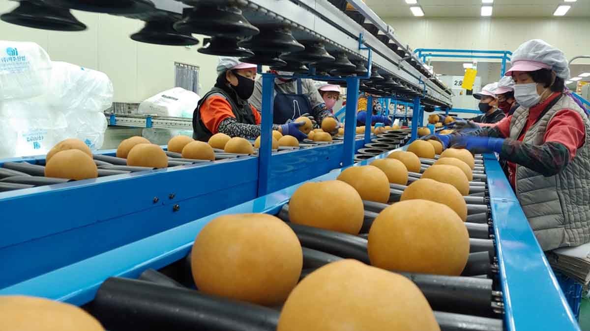 나주 배 선별 모습. / 나주배원예농협 제공