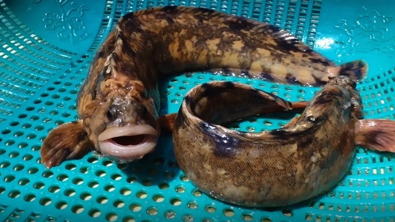 괴도라치 / '맛있겠다 Yummy' 유튜브 영상 캡처