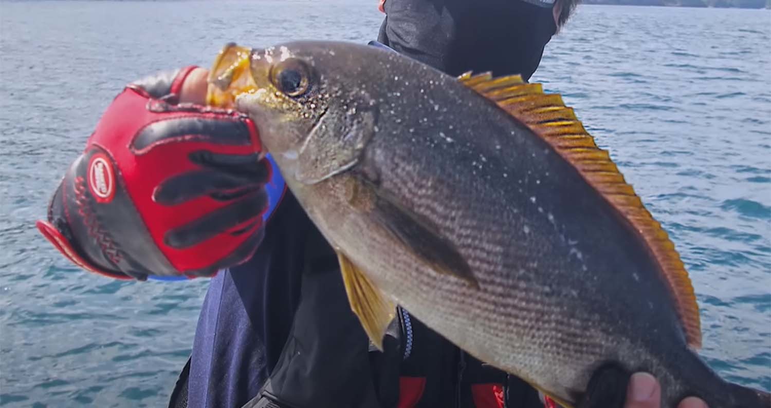 벤자리 /     '입질의추억TV' 유튜브 영상 캡처