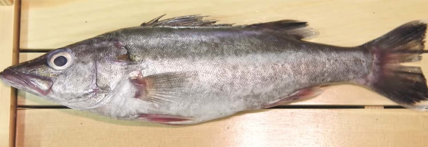 다금바리 / '입질의추억TV' 유튜브 영상 캡처