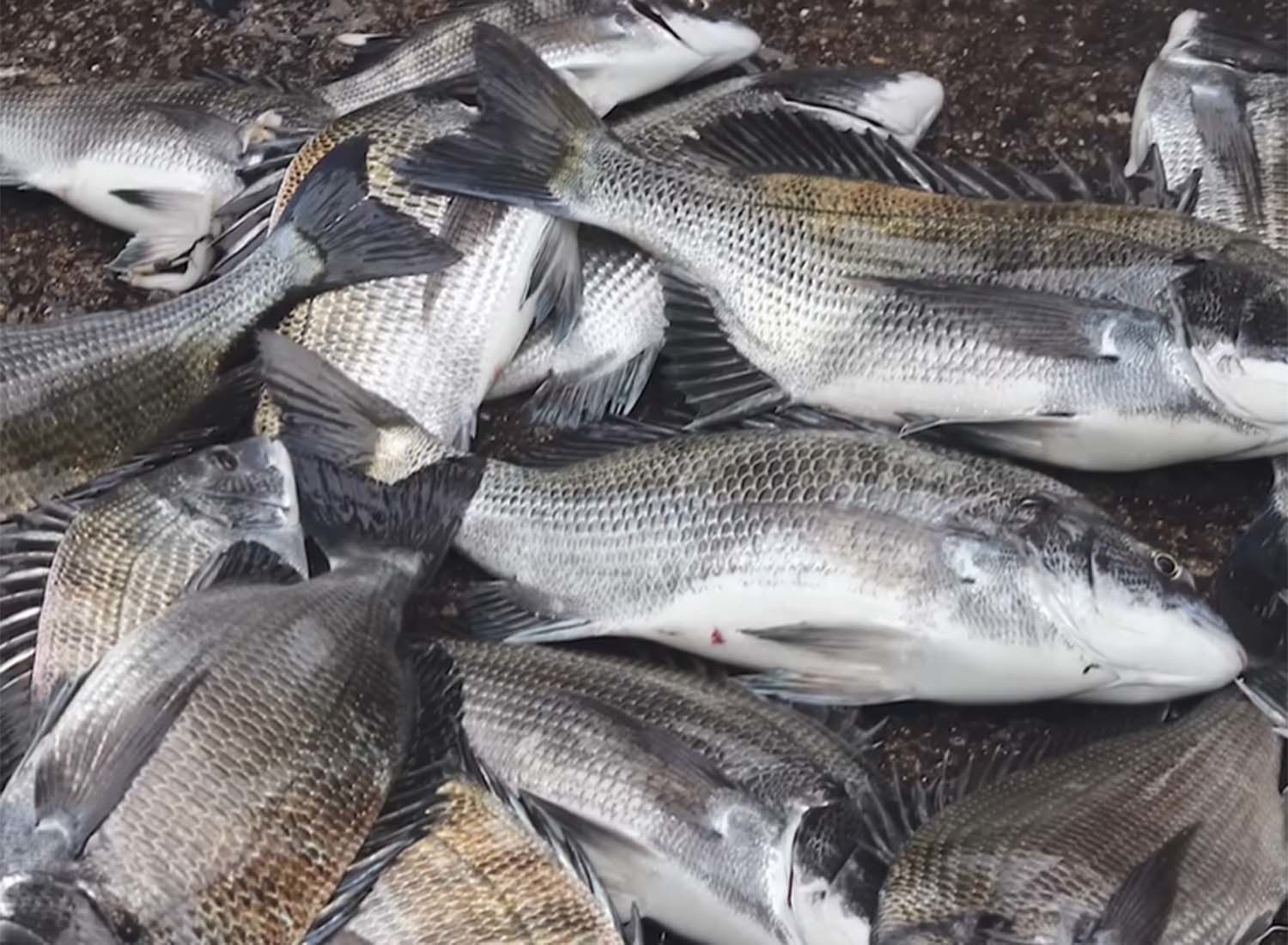 감성돔     / '입질의추억TV' 유튜브 영상 캡처