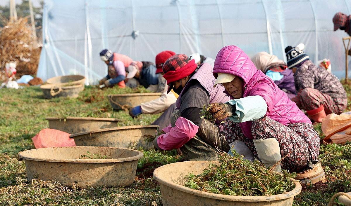 냉이를 캐는 모습 / 연합뉴스