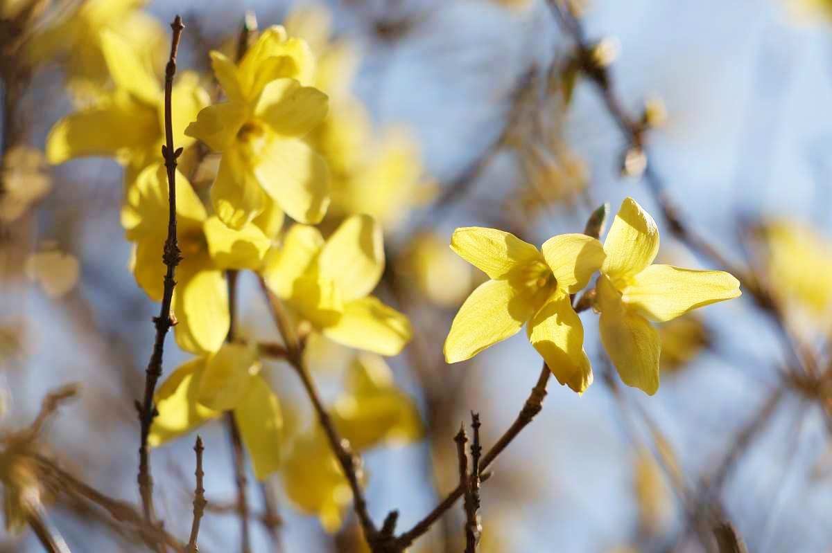 개나리 근접샷. / 뉴스1