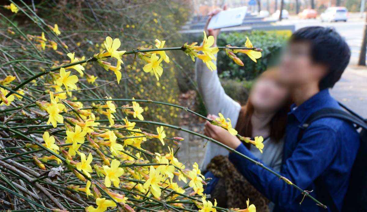 영춘화와 시민들. 자료사진. / 뉴스1