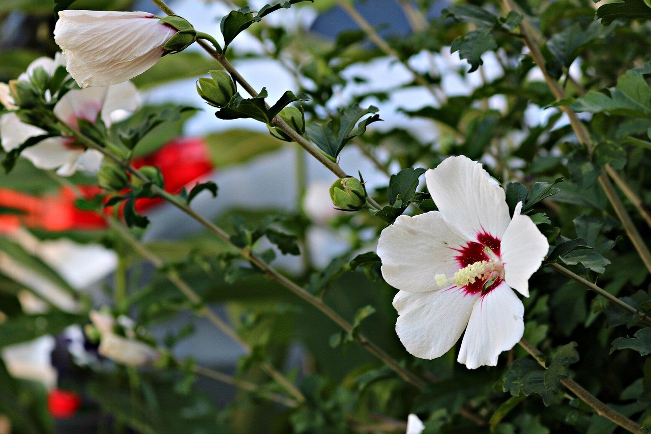 무궁화 / 픽사베이