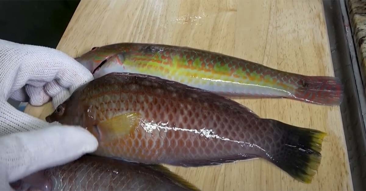 어렝놀래기 / 박과장TV 유튜브