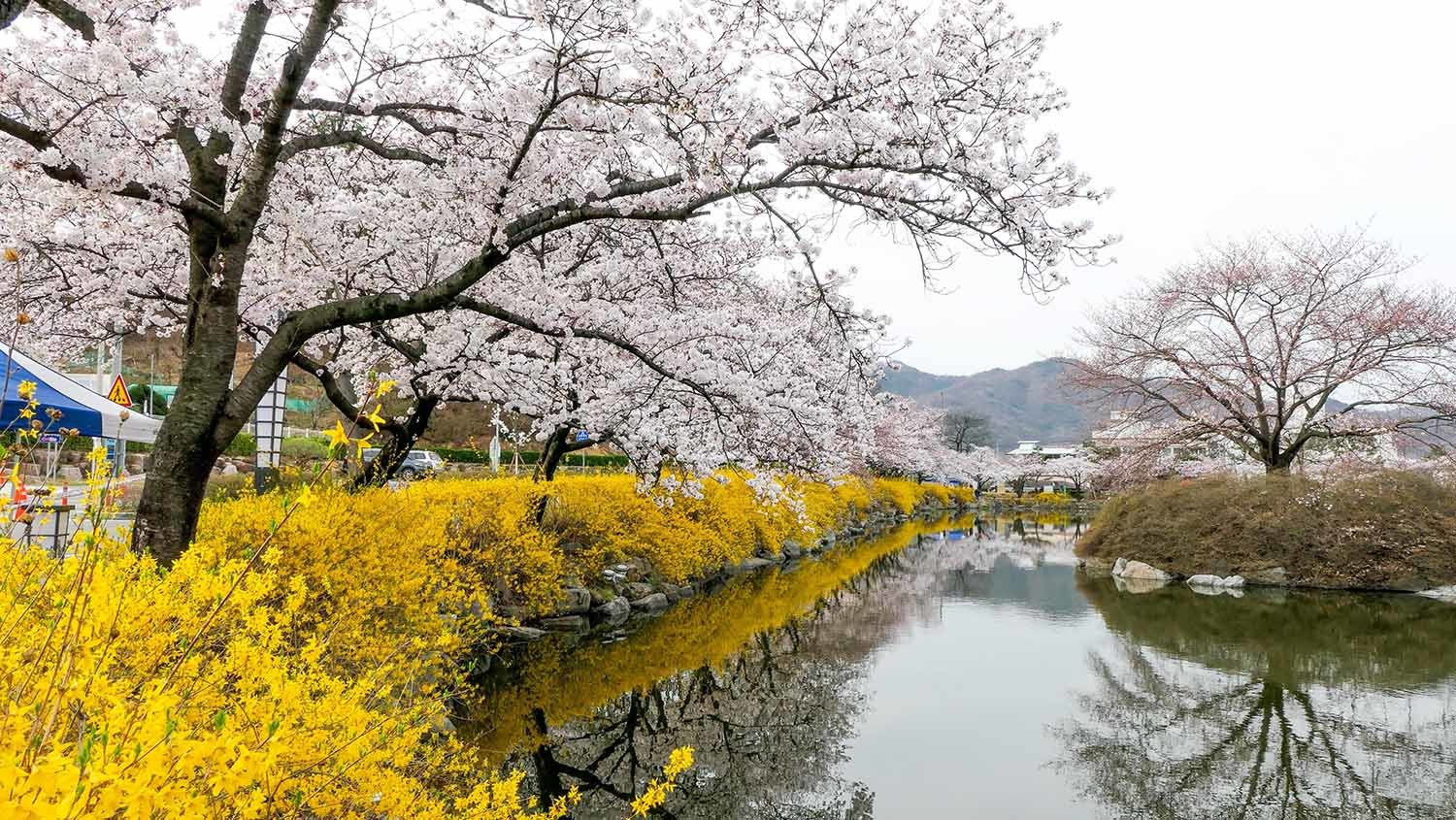 개나리 꽃 / 뉴스1