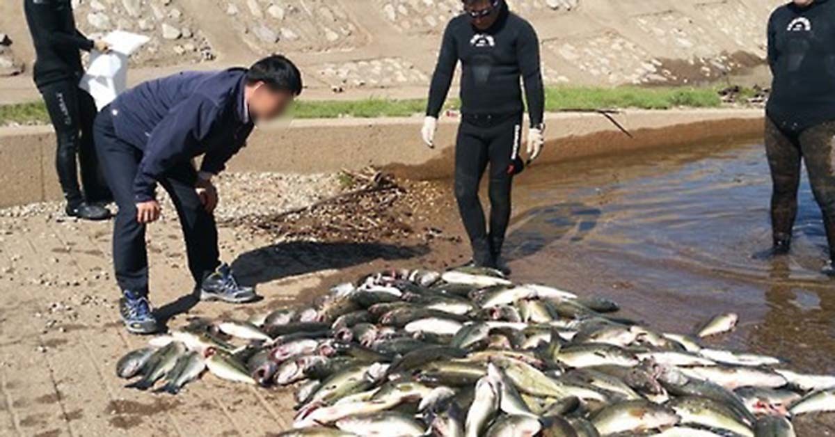 물속의 침략자로 불리며 한국 강의 생태계를 위협하는 물고기 배스는 중국에서 고급 식재로로 취급된다. / 연합뉴스