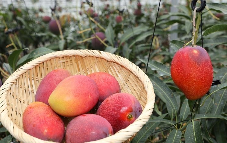 애플망고 / 전남 강진군 제공