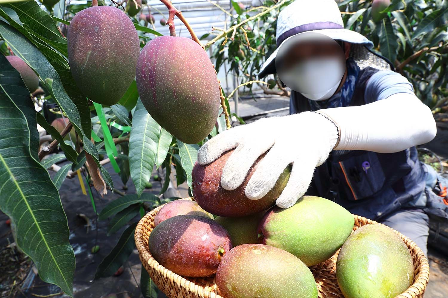 9일 제주시 오등동 농촌진흥청 국립원예특작과학원 온난화대응농업연구소 아열대과수 시험 재배지에서 연구원들이 애플망고를 수확하고 있다. 국립원예특작과학원은 망고의 노동력 절감을 위해 나무 높이를 1.2~1.5m 정도로 낮춰 재배하는 기술을 연구 중이다. / 농촌진흥청 제공(2022년 6월 9일)