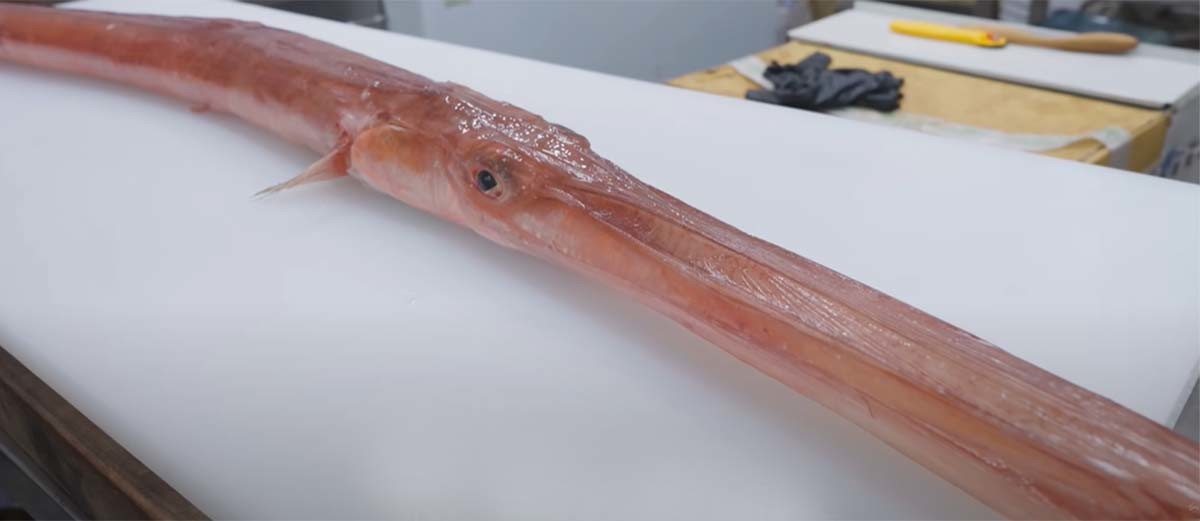 홍대치 / '일타쿠마' 유튜브 영상 캡처