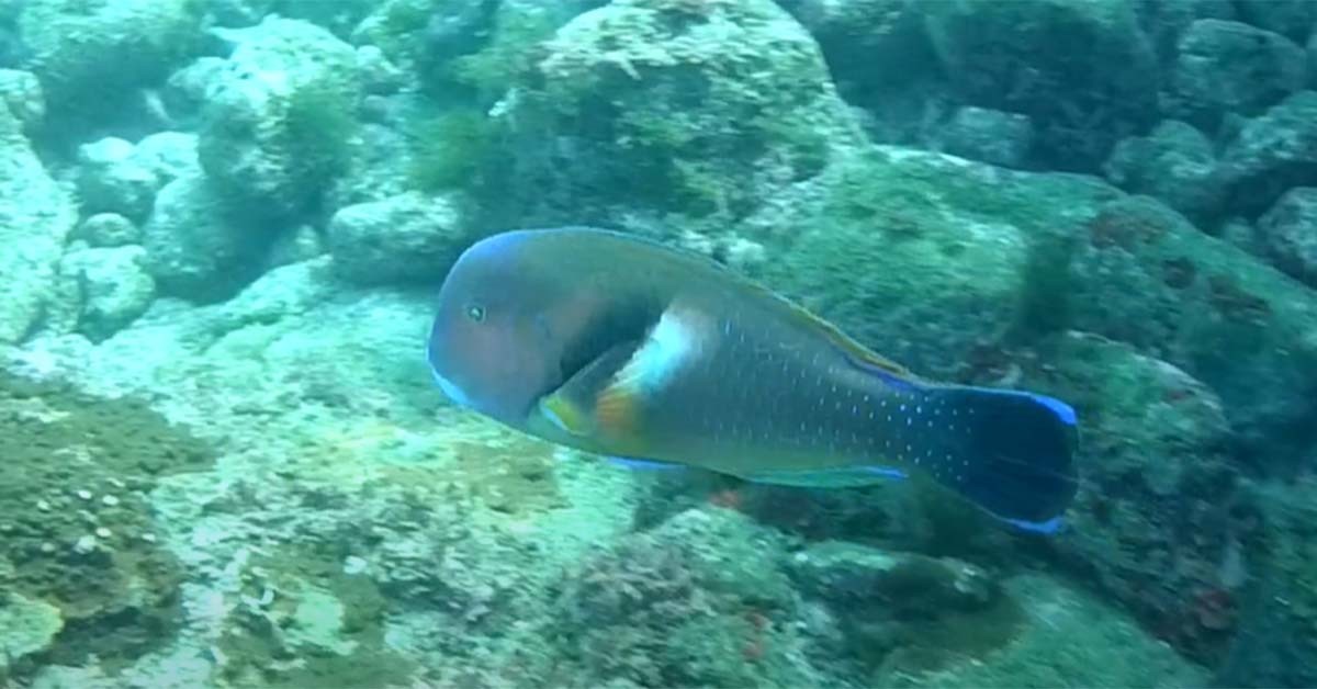 호박돔 / '우리바다 해양생물O동영상 도감' 유튜브 채널 영상 캡처