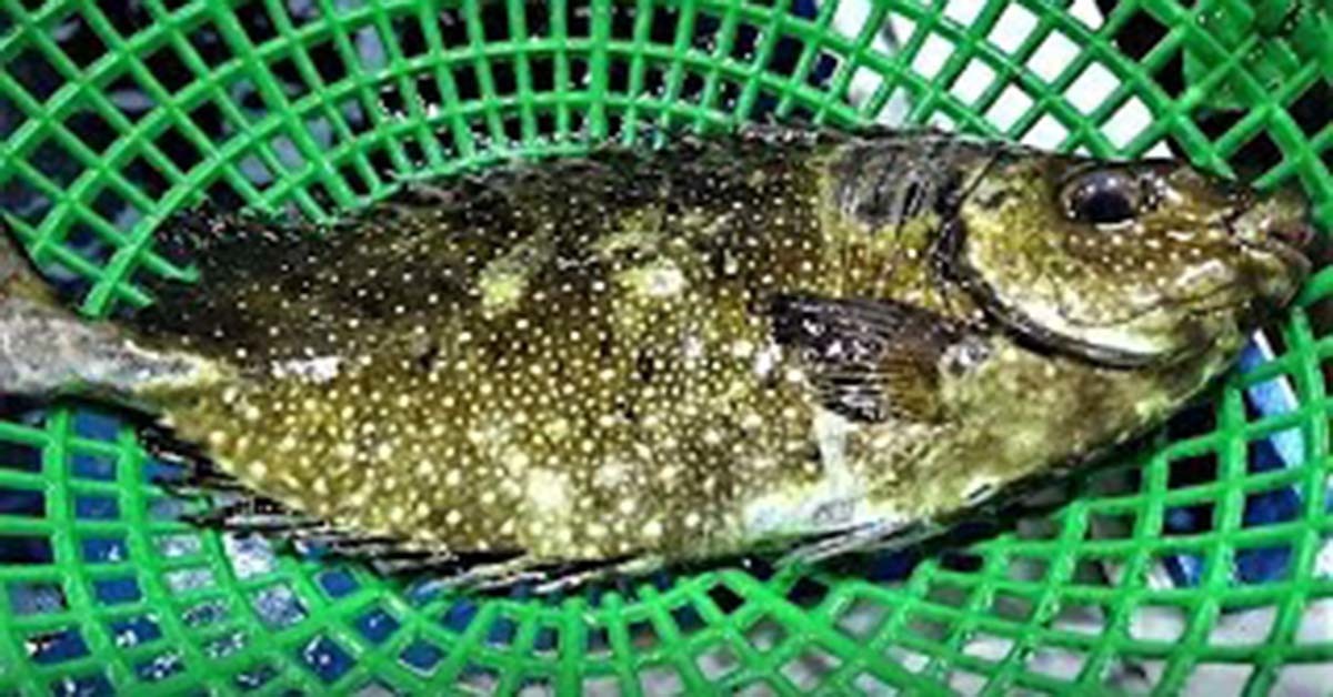 독가시치 / '맛있겠다 Yummy' 유튜브 영상 캡처