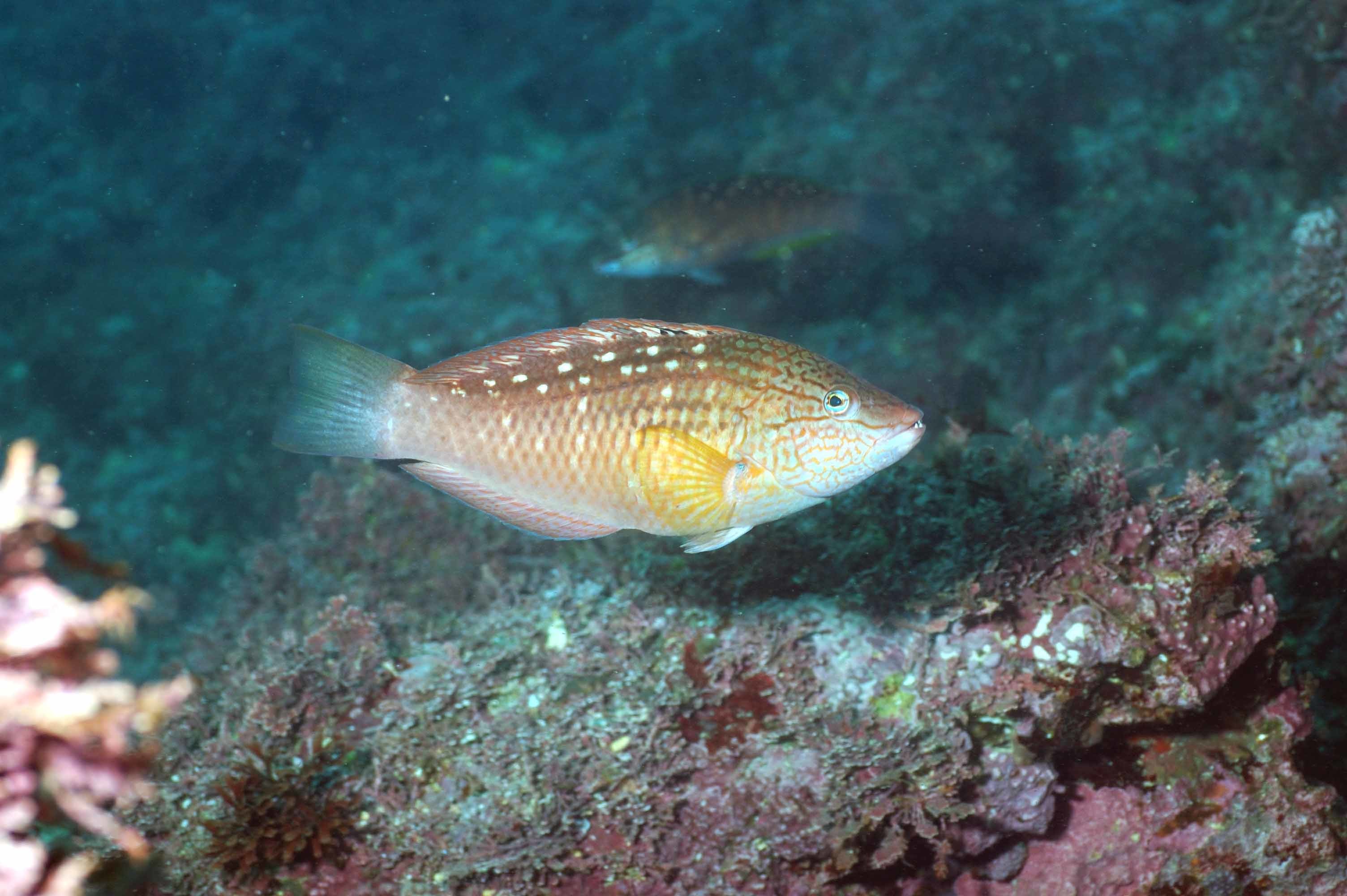 황놀래기 / 국립생물자원관 한반도의 생물다양성