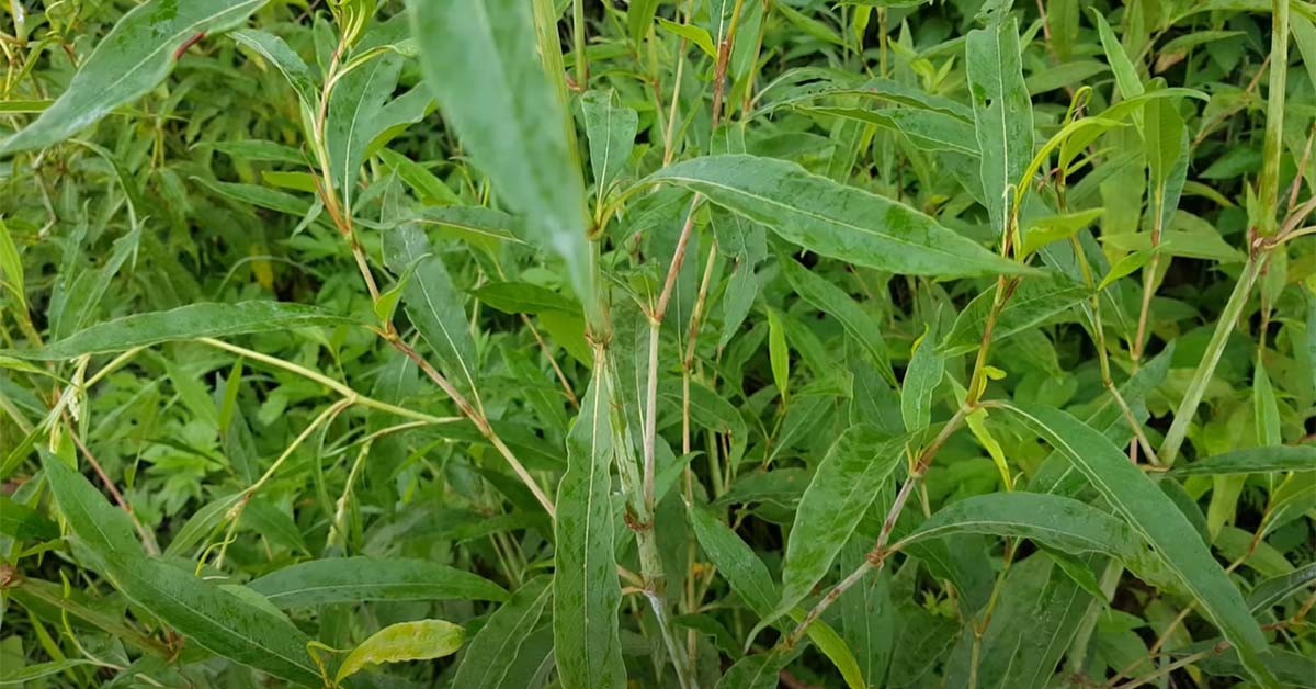 싱아 / '텃밭 친구' 유튜브 영상 캡처