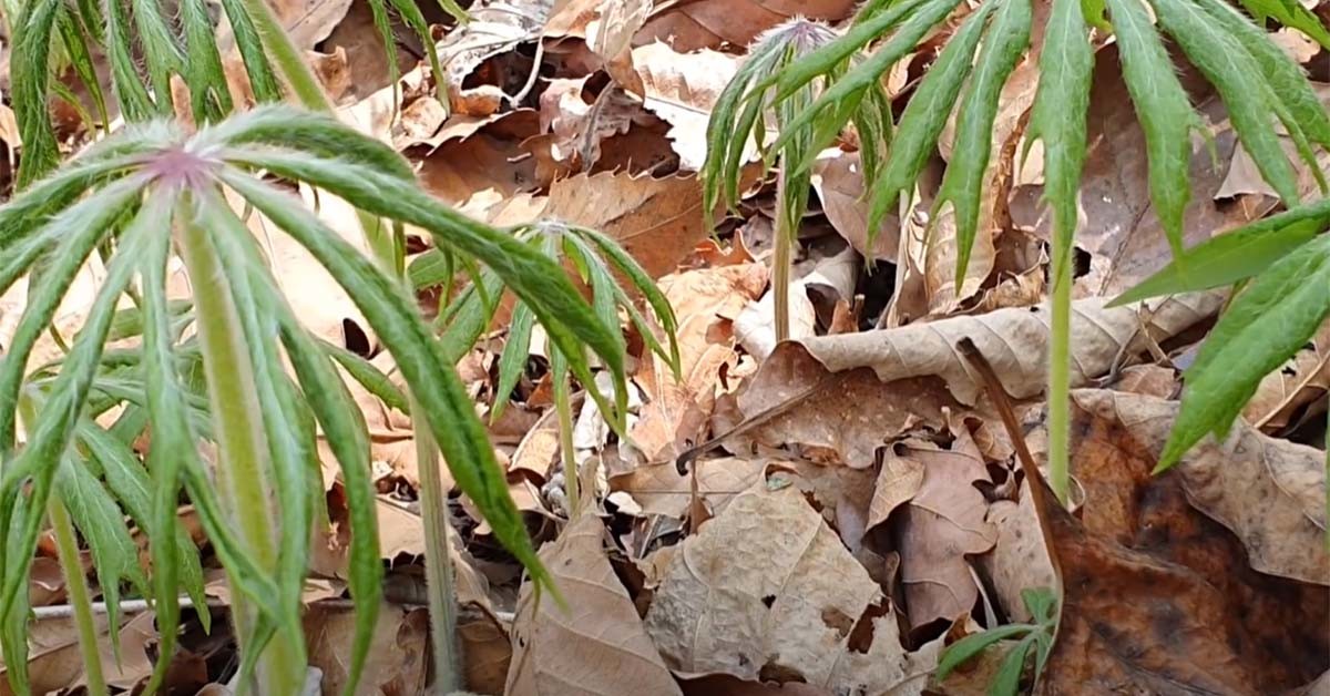 우산나물 / '텃밭친구' 유튜브