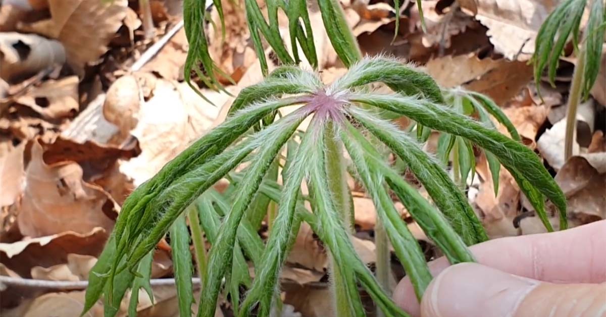 우산나물 / '텃밭친구' 유튜브