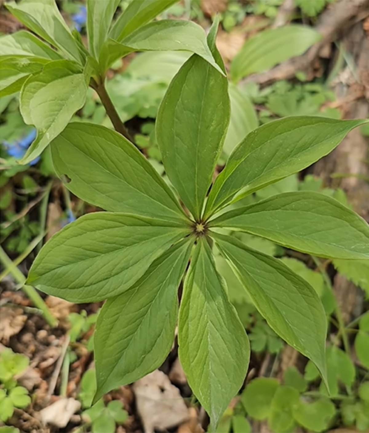 백합과에 속하는 독초 삿갓나물(사진)과 우산나물을 헷갈려선 안 된다. / '들뫼곳간' 유튜브