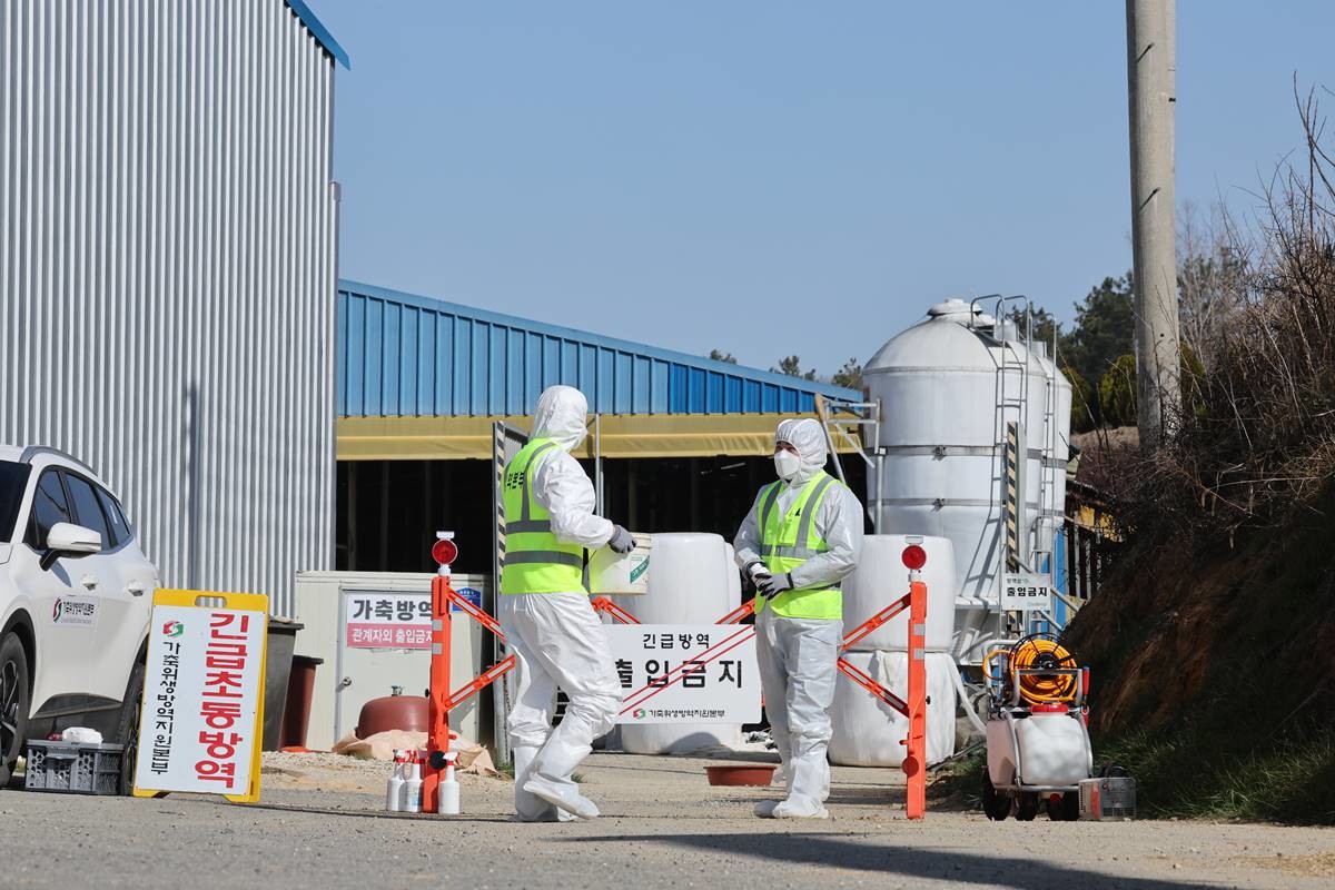 지난 14일 구제역이 발생한 전남 영암군 도포면의 한 농장의 출입이 통제되고 있다 / 뉴스1