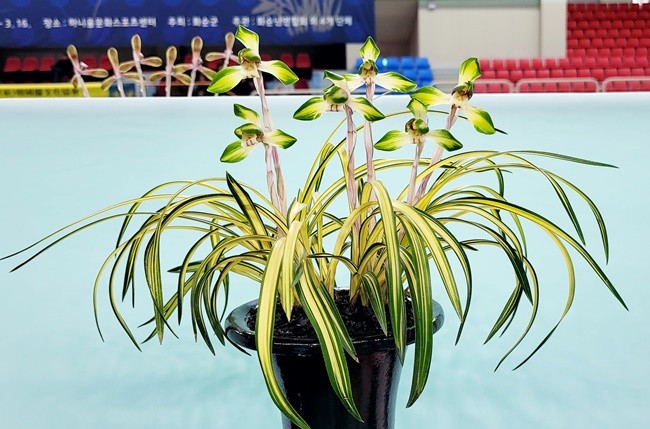 특별대상 중투화