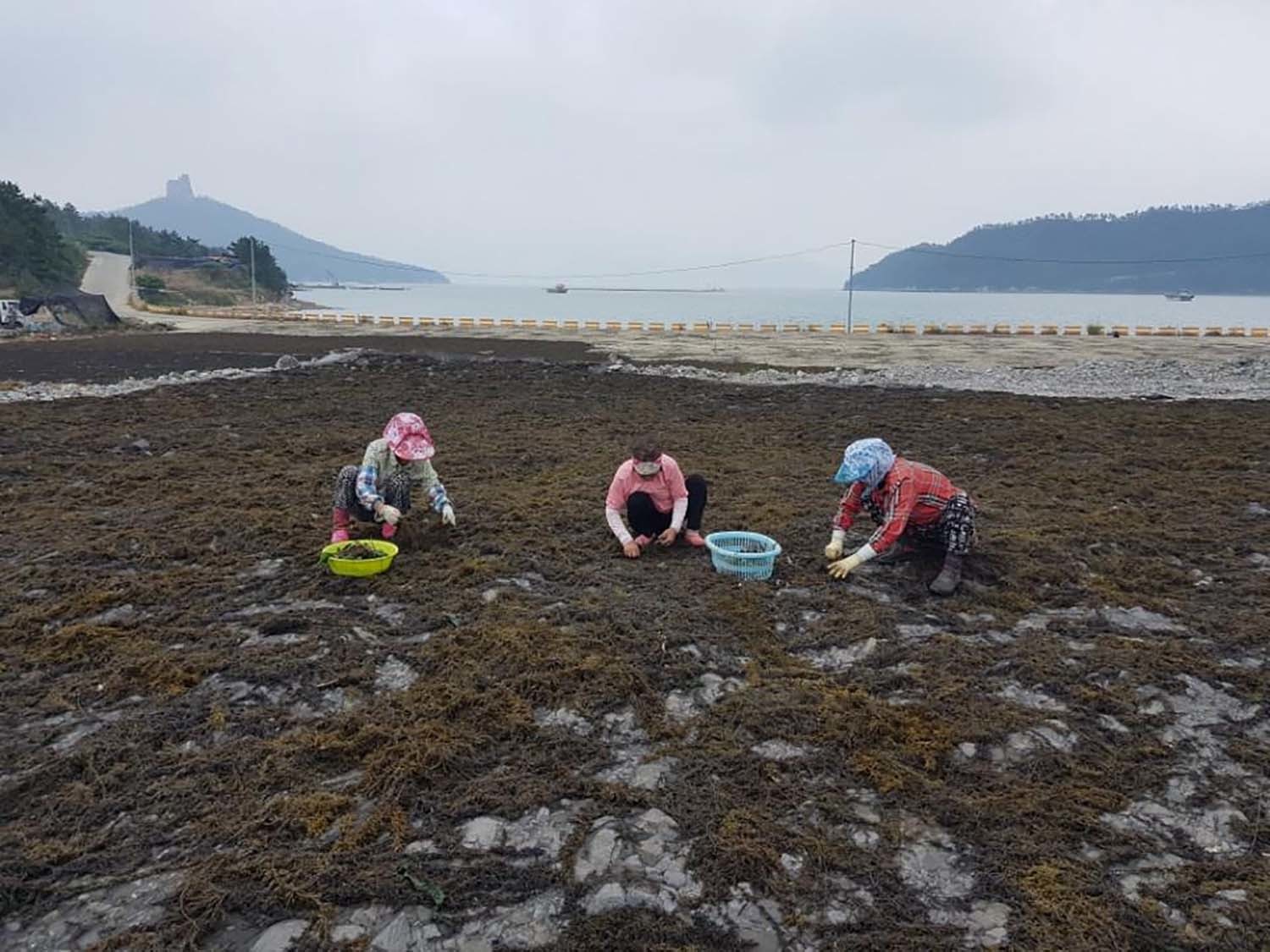 톳을 채취하는 모습 / 연합뉴스